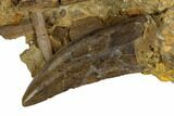 Serrated, Tyrannosaur Tooth In Rock With Bones - Montana #113348-2